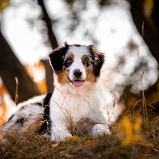 Blue Merle Australian Shepherd wallpaper