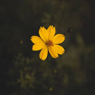 Yellow screen wallpaper