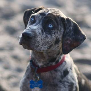 Catahoula Leopard Dog wallpaper