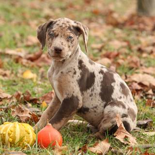 Catahoula Leopard Dog wallpaper