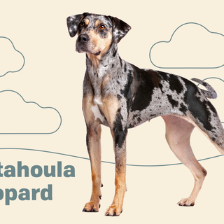Catahoula Leopard Dog wallpaper