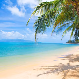 Tropical summer wallpaper