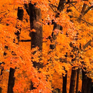 Autumn iPhone 7 wallpaper