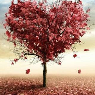 Autumn iPhone 7 wallpaper