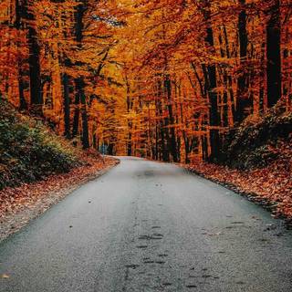 QHD autumn wallpaper