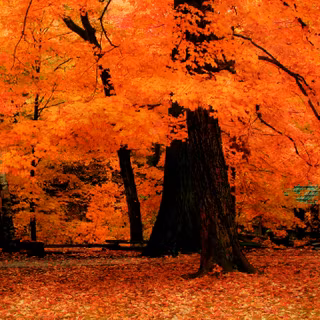 QHD autumn wallpaper