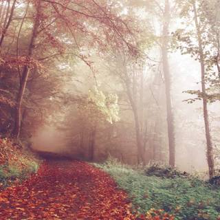 Fall weather wallpaper