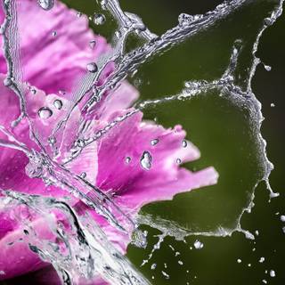 Water butterfly wallpaper