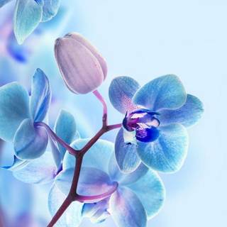 Phone HD flower wallpaper