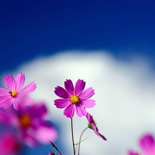 Phone HD flower wallpaper