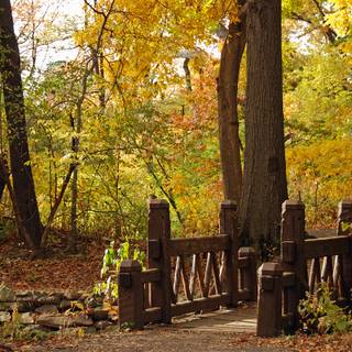Bridge autumn park wallpaper