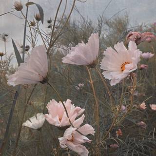 Autumnal cottage core phone wallpaper