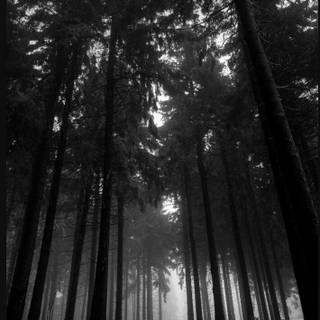 Hello darkness wallpaper