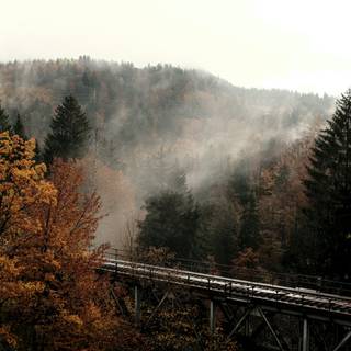 Fog autumn wallpaper