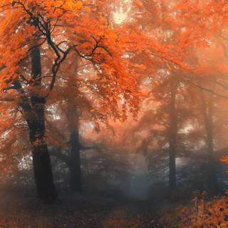 Macbook autumn aesthetic wallpaper