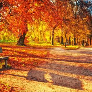 Autumn design wallpaper