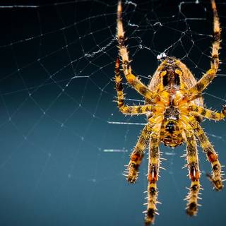 Big spider wallpaper