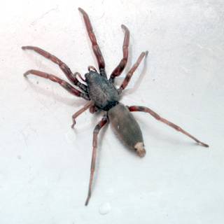 Big spider wallpaper