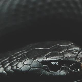 Dark snake wallpaper