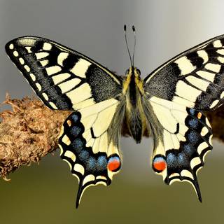 Swallowtail butterfly wallpaper