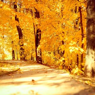 Sunny autumn days wallpaper