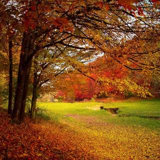 Meadow autumn wallpaper