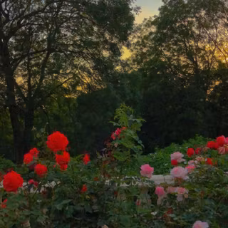 Aesthetic outside garden wallpaper