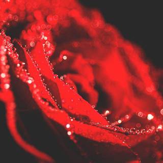 Red preppy wallpaper