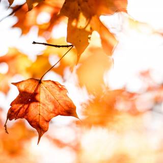 Orange autumn wallpaper