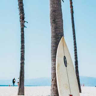 Sea surfing iPhone wallpaper