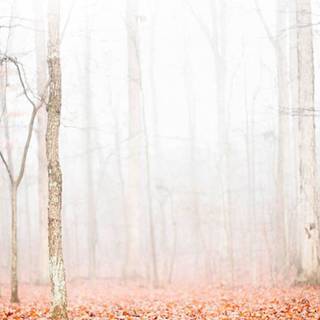 Grunge autumn wallpaper