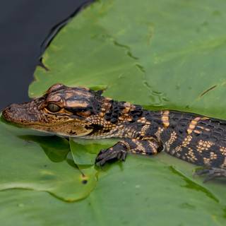 Baby alligator wallpaper