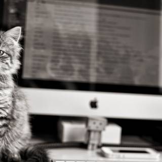 Computer cat HD wallpaper