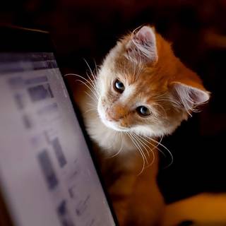 Computer cat HD wallpaper