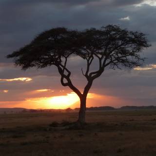 Acacia tree wallpaper