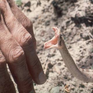 Snake bite wallpaper