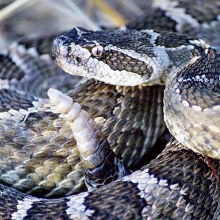 Snake bite wallpaper