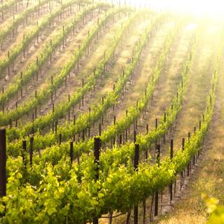 Wine country wallpaper