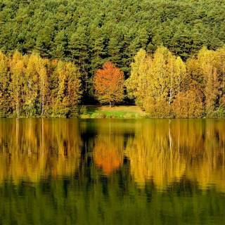 Autumn forest lake wallpaper