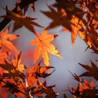 Colorful autumn girl wallpaper