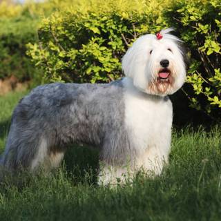 Old English Sheepdog wallpaper