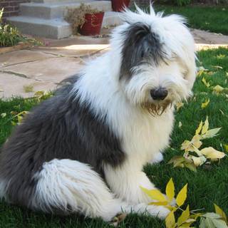 Old English Sheepdog wallpaper