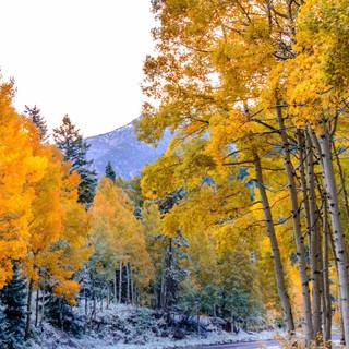 Samsung autumn wallpaper