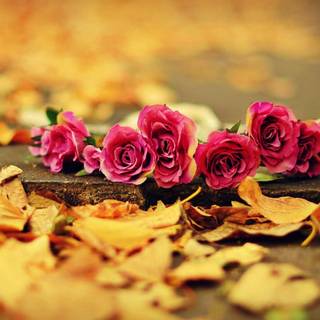 Minimalist autumn flower wallpaper