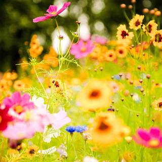 Bright flowers wallpaper