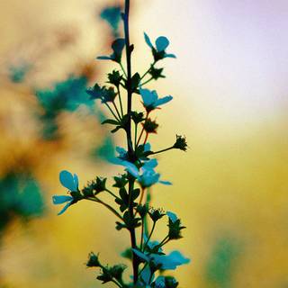 Bright flowers wallpaper