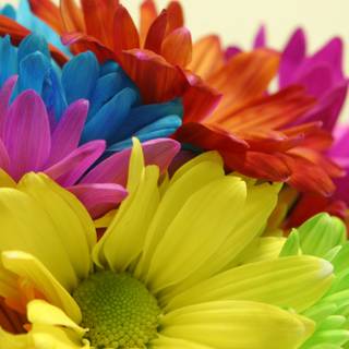Bright flowers wallpaper