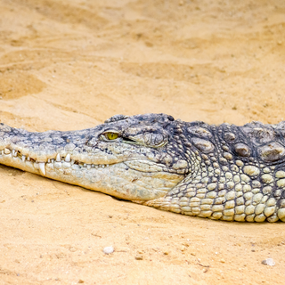 Alligatoridae wallpaper