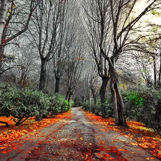 Autumn dark HD wallpaper