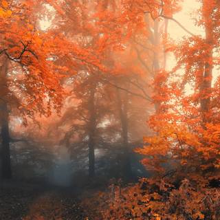 Autumn HD iPad wallpaper